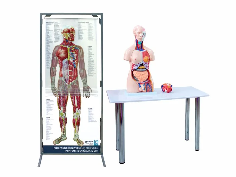 Комплекс Зарница анатомический атлас 3D
